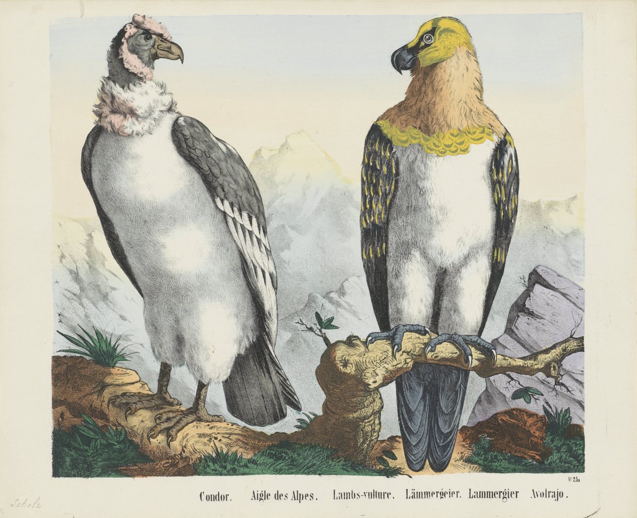 Condor. / Aigle des Alpes. / Vautour des agneaux. / Lammergeier. / Lammergier / Avolrajo - firma Joseph Scholz