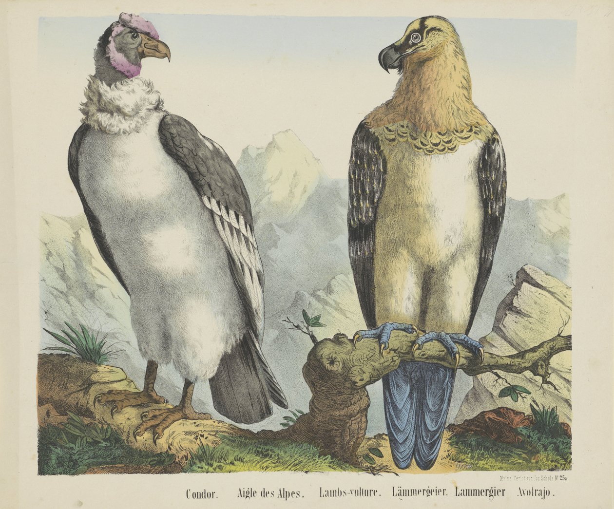 Condor / Aigle des Alpes / Vautour des agneaux / Lämmergeier / Lammergier / Avolrajo - firma Joseph Scholz