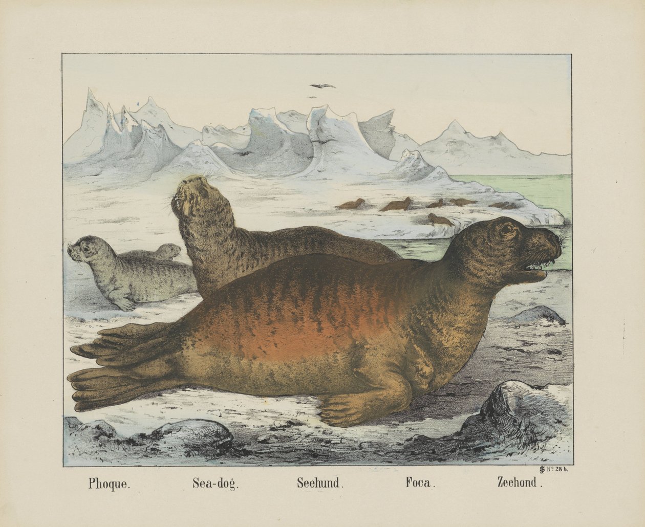 Phoque - firma Joseph Scholz