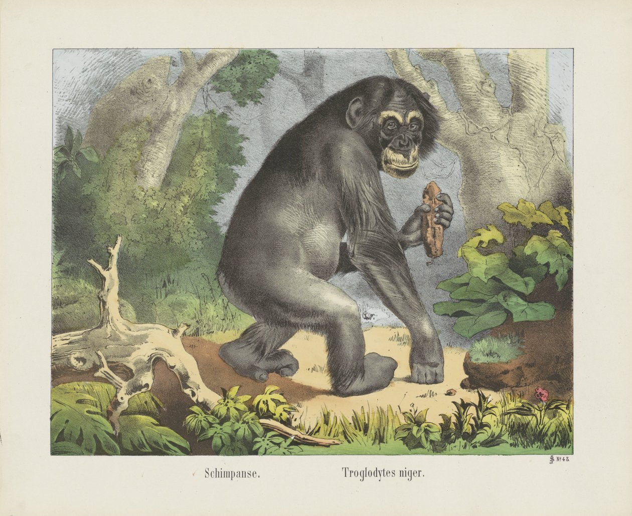Chimpanzé. / Troglodytes niger (titre sur l