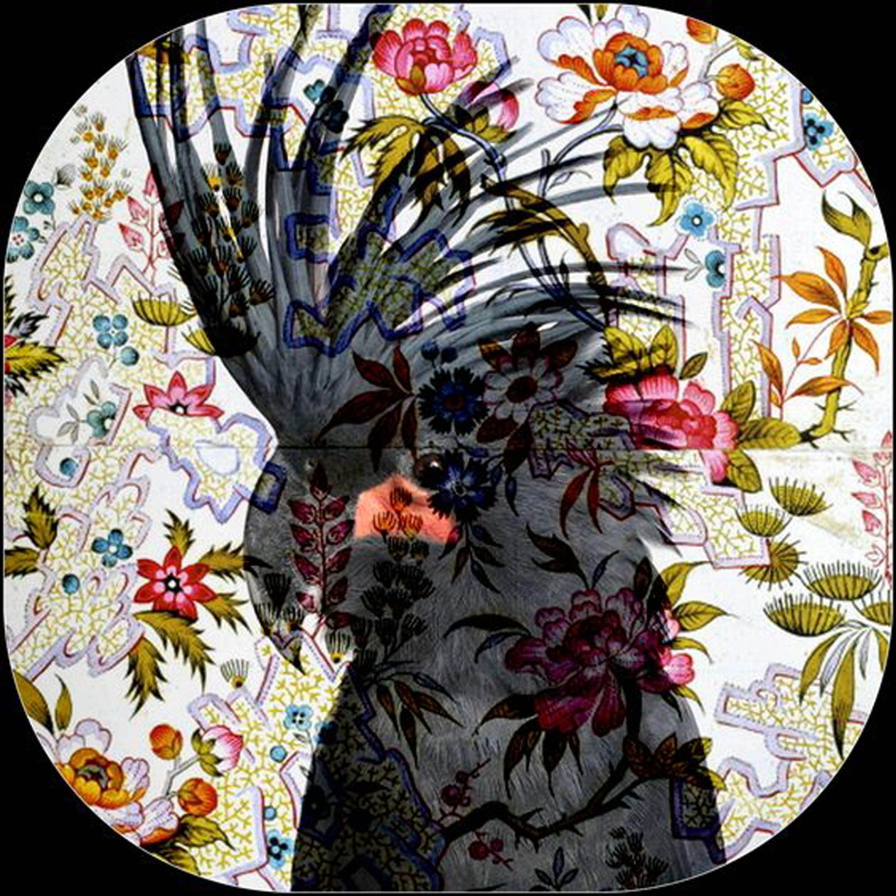 Black Parrot, 2017 (photographie) - linda arthurs