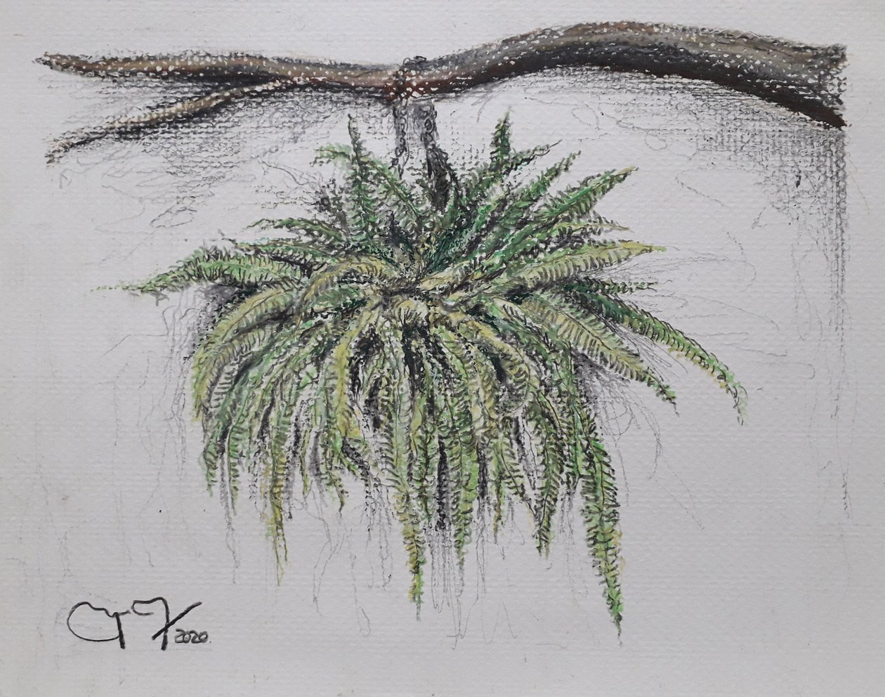 Plante ornementale - Fougère - miguelmendez_art.ve