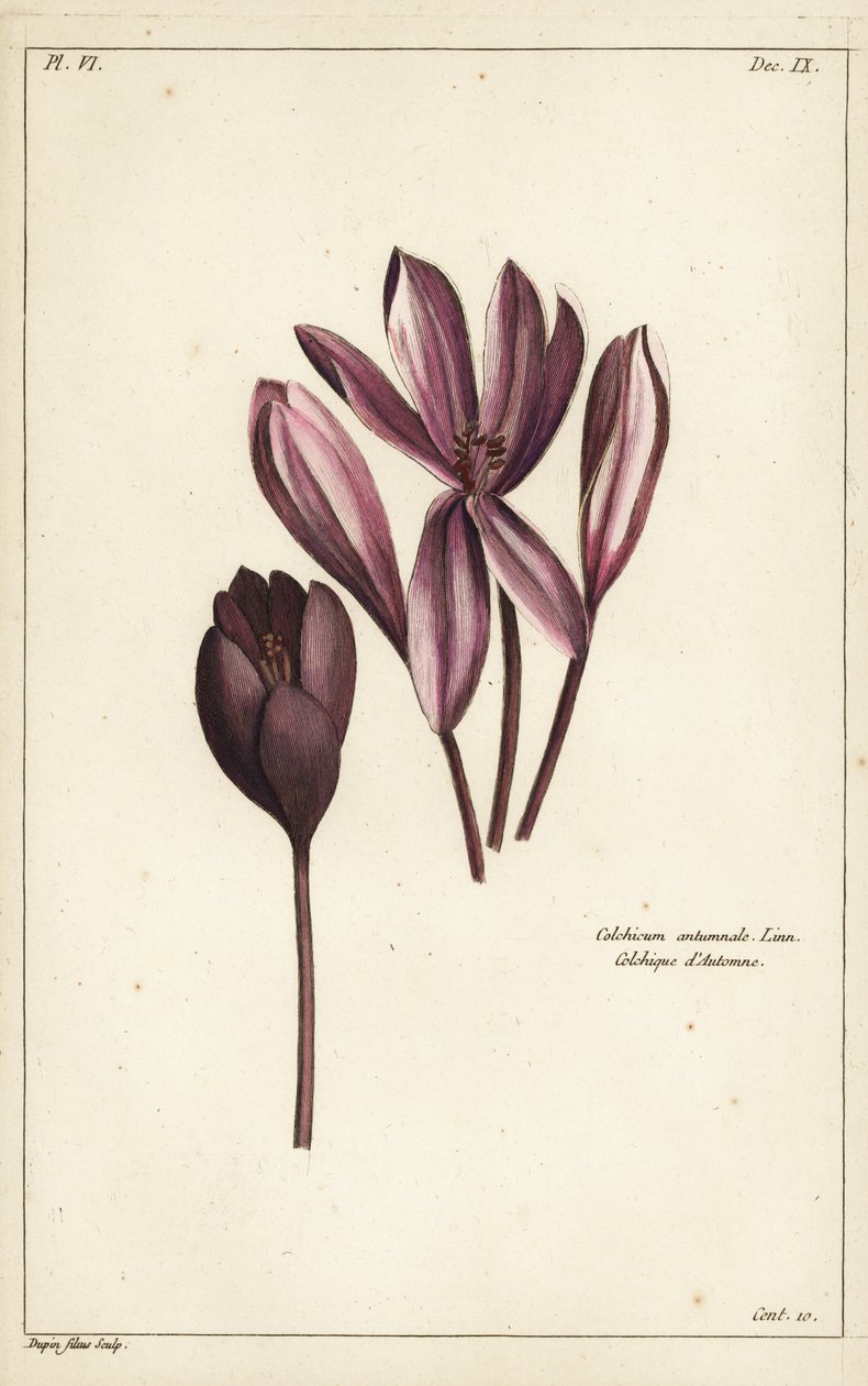 Colchique d