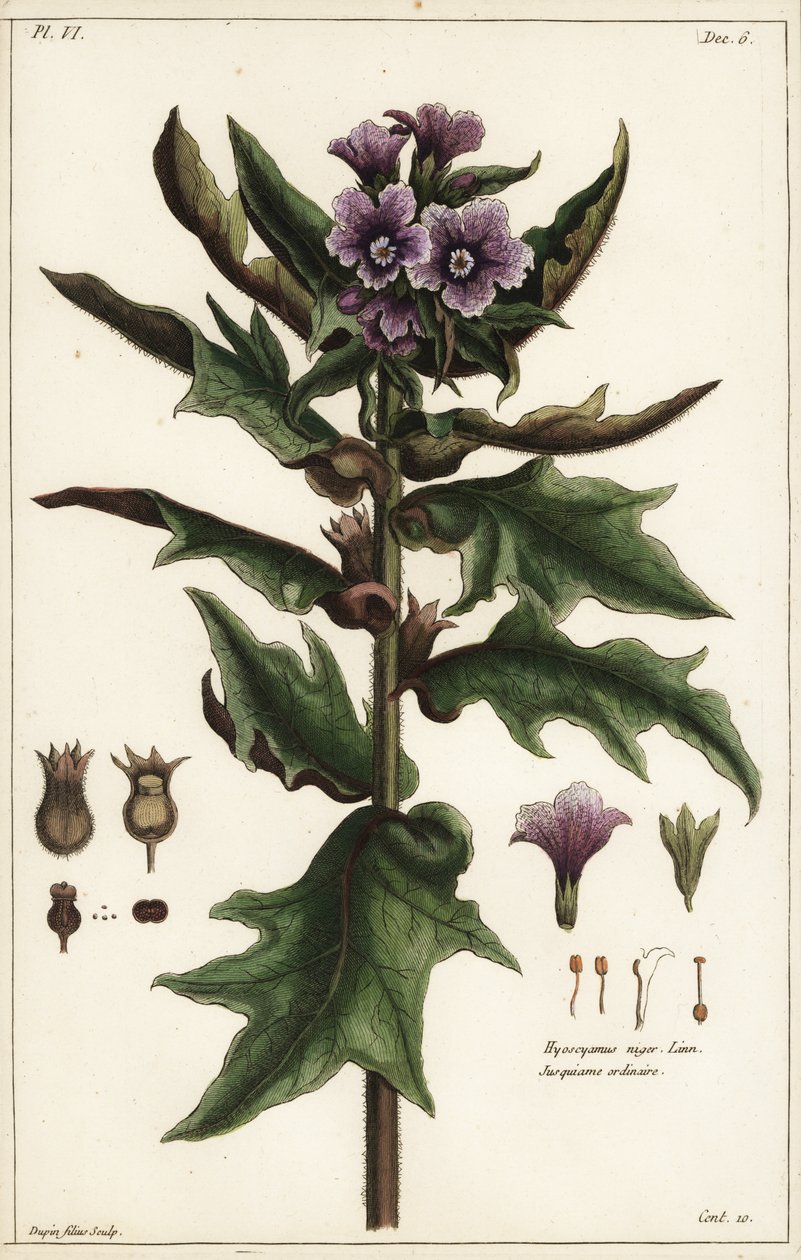 Jusquiame noire, Hyoscyamus niger Linn - the Younger Dupin