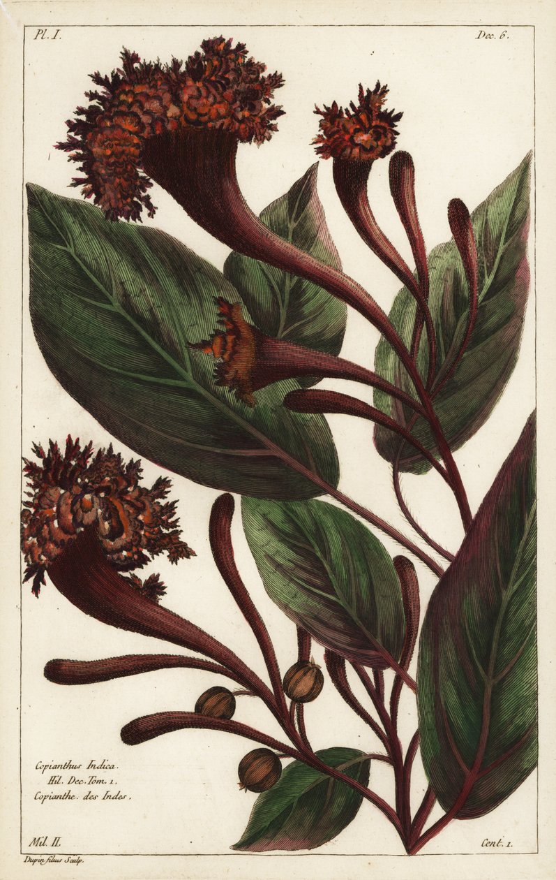 Arbuste cornucopien, Copianthus indica, Hil - the Younger Dupin