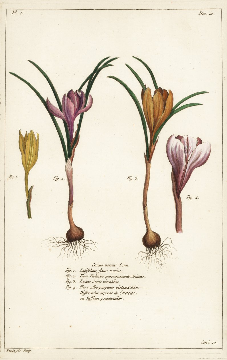 Différentes espèces de crocus de printemps, Crocus vernus, Linn - the Younger Dupin