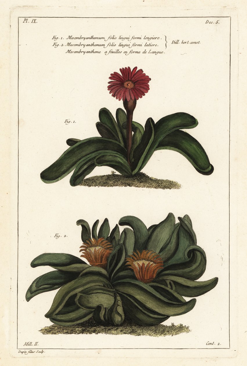 Plante corne d