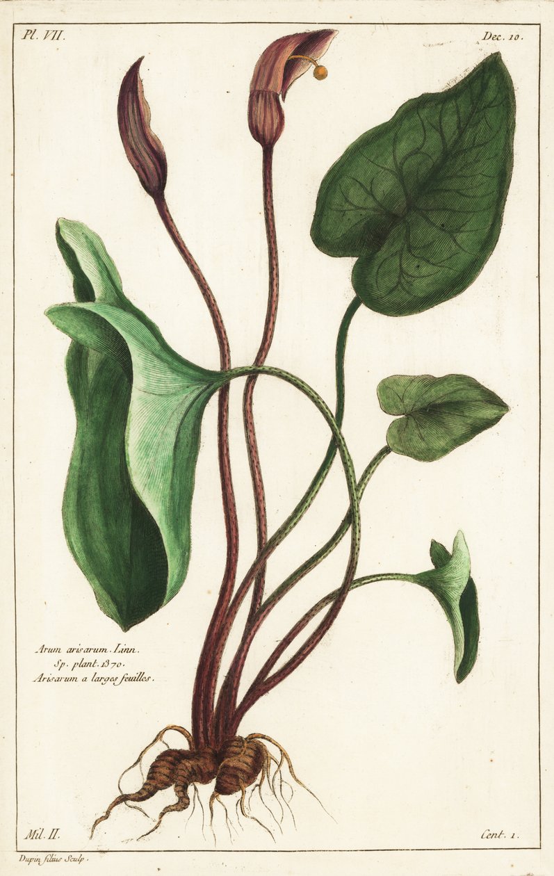 Capuchon de moine ou larus, Arisarum vulgare - the Younger Dupin