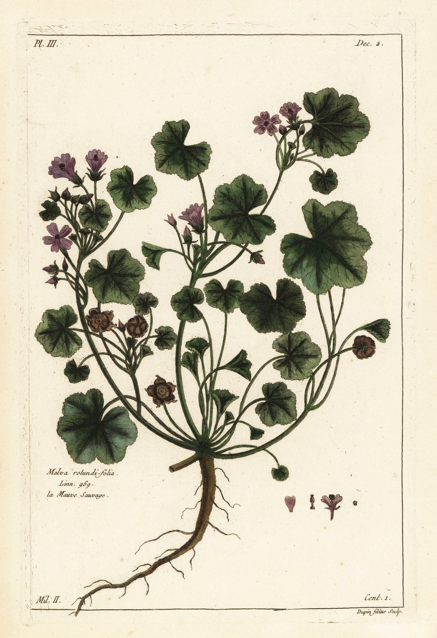 Mauve à feuilles rondes, Malva pusilla - the Younger Dupin