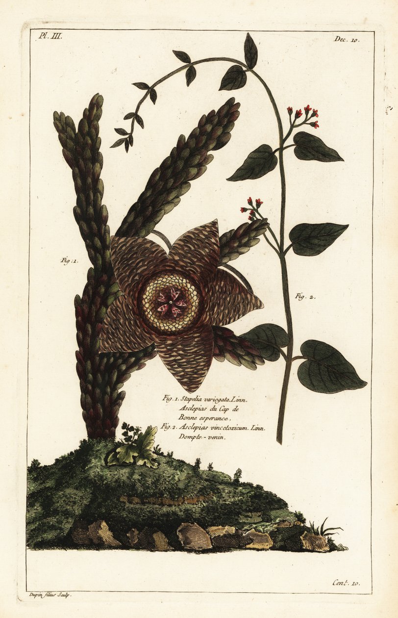 Plante étoile de mer, Orbea variegata 1 et herbe à hirondelles, Vincetoxicum hirundinaria 2 - the Younger Dupin