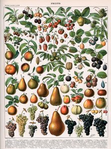 Illustration de Variétés de Fruits, vers 1905-10 (lithographie en couleur)