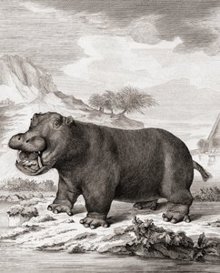 Un hippopotame (Hippopotamus amphibius) - (after) Dutch School