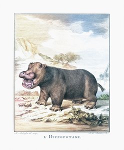 Un hippopotame (Hippopotamus amphibius) - (after) Dutch School