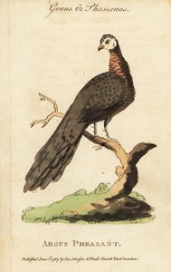Grand faisan argus, Argusianus argus