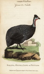 Pintade casquée, Numida meleagris