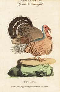 Dindon, Meleagris gallopavo