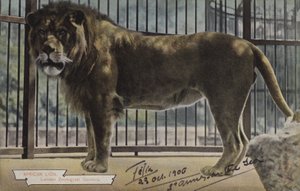 Lion africain, jardins zoologiques de Londres - (after) English photographer