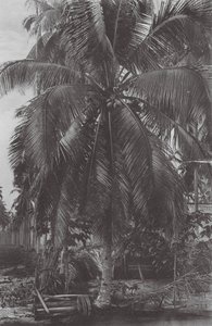 Singapour : Cocotier - (after) English photographer