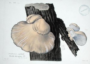 Dendrosarcos juglandis, planche 20 de 