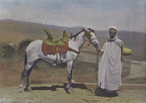 Le Cheval arabe