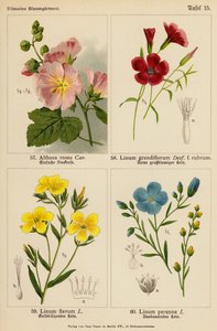 Althaea Rosea, Linum Grandiflorum, Linum Flavum, Linum Perenne - (after) German School