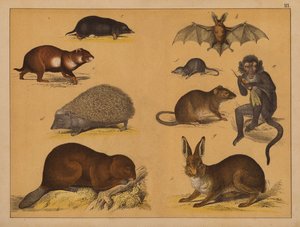 Animaux - (after) German School