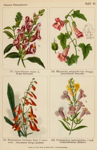 Antirrhinum Majus, Maurandia Semperflorens, Pentastemon Barbatus, Pentastemon Heterophyllus - (after) German School