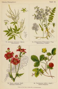 Aruncus Aruncus, Filipendula Filipendula, Geum Chilense, Duchesnea Indica - (after) German School
