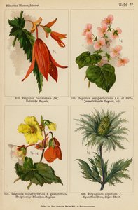 Begonia Boliviensis, Begonia Semperflorens, Begonia Tuberhybrida, Eryngium Alpinum - (after) German School