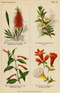 Callistemon Lanceolatus, Myrtus Communis, Cuphea Platycentra, Punica Granatum - (after) German School