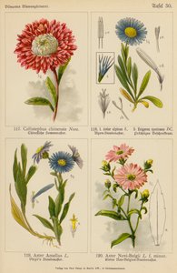 Callistephus Chinensis, Aster Alpinus, Erigeron Speciosus, Aster Amellus, Aster Novi-Belgii - (after) German School