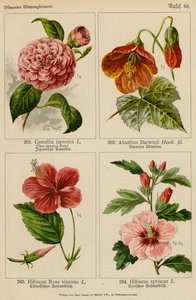 Camellia Japonica, Abutilon Darwinii, Hibiscus Rosa Sinensis, Hibiscus Syriacus - (after) German School