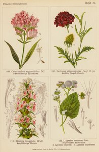 Centranthus Angustifolius, Scabiosa Atropurpurea, Morinia Longifolia, Ageratum Mexicanum, Ageratum Conyzodes, Ageratum Corymbosum - (after) German School