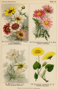 Chrysanthemum Carinatum, Chrysanthemum Roseum, Matricaria Inodora, Doronicum Caucasicum (lithographie en couleur) - (after) German School