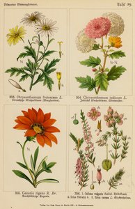 Chrysanthemum Frutescens, Chrysanthemum Indicum, Gazania Rigens, Calluna Vulgaris, Erica Tetralix, Erica Carnea - (after) German School