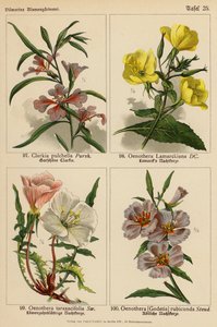 Clarkia Pulchella, Oenothera Lamarckiana, Oenothera Taraxacifolia, Oenothera (Godetia) Rubicunda - (after) German School