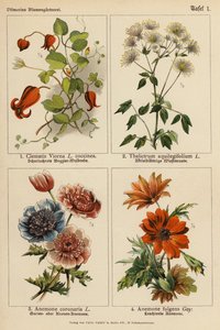 Clematis Viorna, Thalictrum Aquilegifolium, Anemone Coronaria, Anemone Fulgens - (after) German School