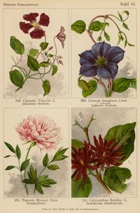 Clematis Viticella, Clematis Lanuginosa, Paeonia Moutan Sims, Calycanthus Floridus - (after) German School
