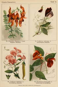 Clianthus Dampieri, Lathyrus Odoratus, Lathyrus Latifolius, Erythrina Crista-galli - (after) German School
