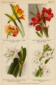 Clivia Miniata, Vallota Purpurea, Hymenocallis Calathina, Polianthes Tuberosa - (after) German School