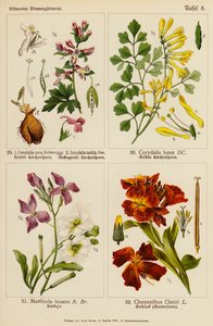 Corydalis Cava, Corydalis Solida, Corydalis Lutea, Matthiola Incana, Cheiranthus Cheiri - (after) German School