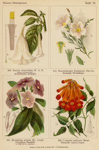 Datura Suaveolens, Nierembergia Frutescens, Brunfelsia Eximia, Campsis Radicans - (after) German School
