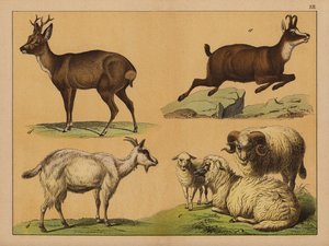 Cerfs, moutons et chèvres - (after) German School