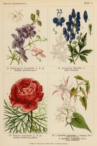 Delphinium Consolida, Aconitum Napellus, Paeonia Tenuifolia, Epimedium Macranthum F Violaceum, Epimedium Youngianum - (after) German School