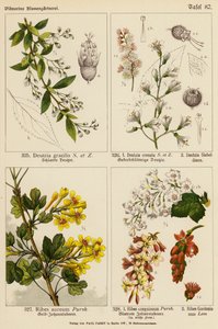 Deutzia Gracilis, Deutzia Crenata, Deutzia Sieboldiana, Ribes Aureum, Ribes Sanguineum, Ribes Gordonianum - (after) German School