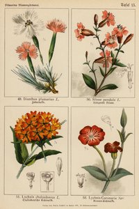 Dianthus Plumarius, Silene Pendula, Lychnis Chalcedonica, Lychnis Coronaria - (after) German School