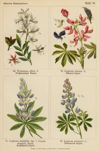 Dictamnus Albus, Lupinus Pilosus, Lupinus Mutabilis, Lupinus Perennis - (after) German School