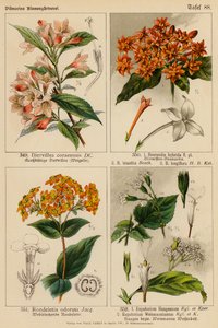 Diervillea Coraeensis, Bouvardia Hybrida, Bouvardia Leiantha, Bouvardia Longiflora, Rondeletia Odorata, Eupatorium Haageanum, Eupatorium Weinmaunianum - (after) German School