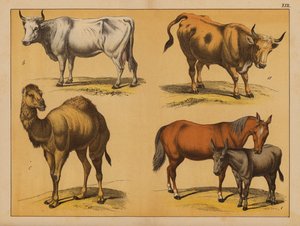Animaux domestiques - (after) German School