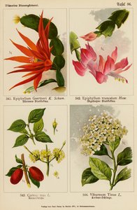 Epiphyllum Gaertneri, Epiphyllum Truncatum, Cornus Mas, Viburnum Tinus - (after) German School